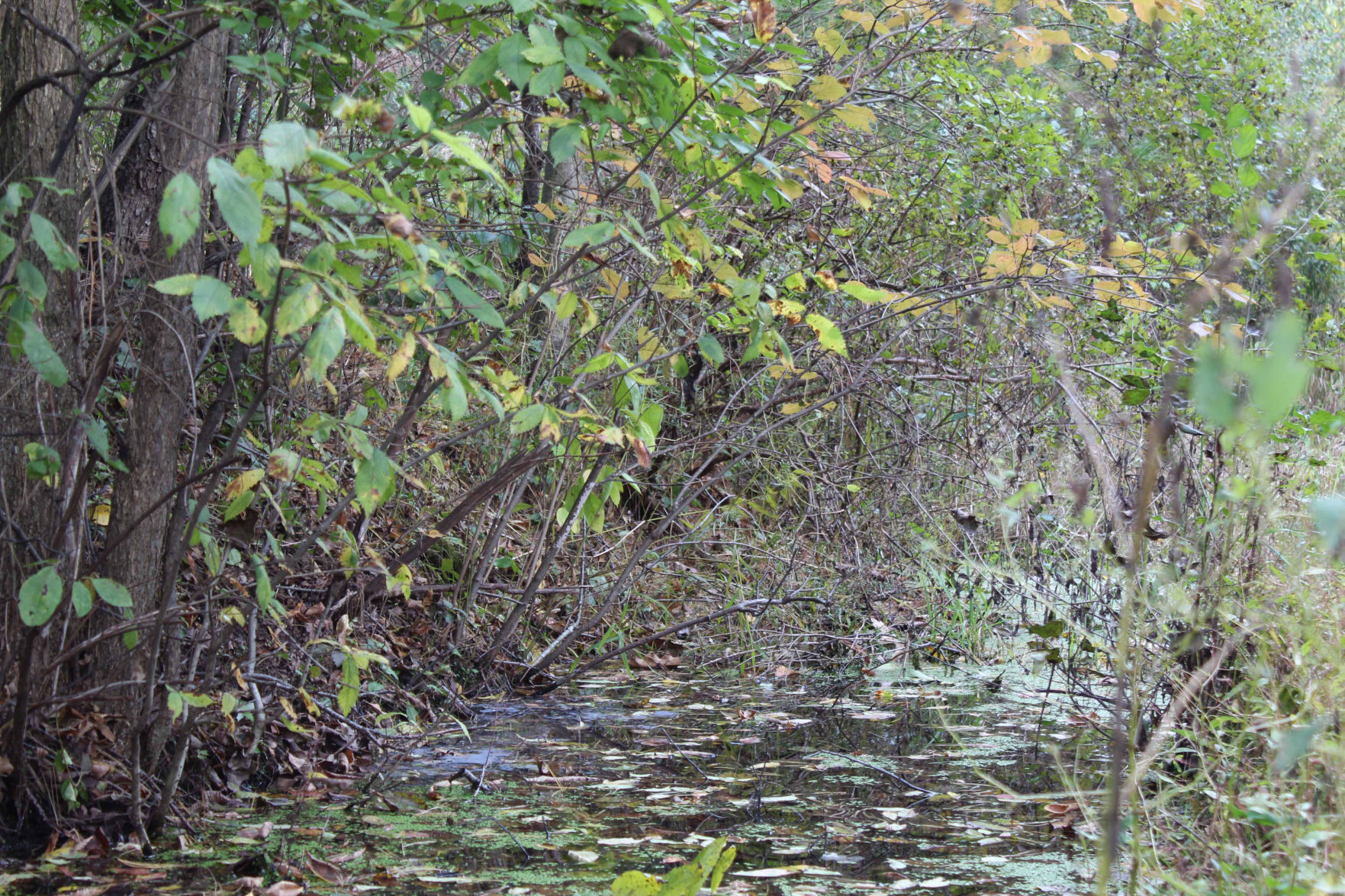 Waterway section of 400 State Trail